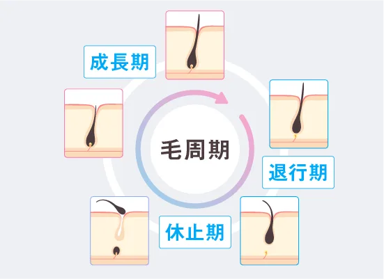 毛周期