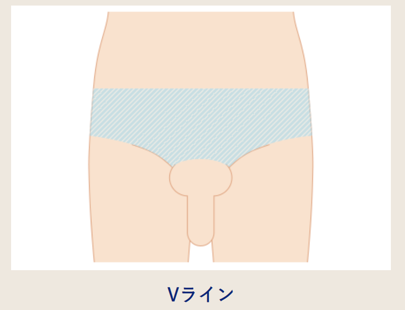 Vラインの範囲