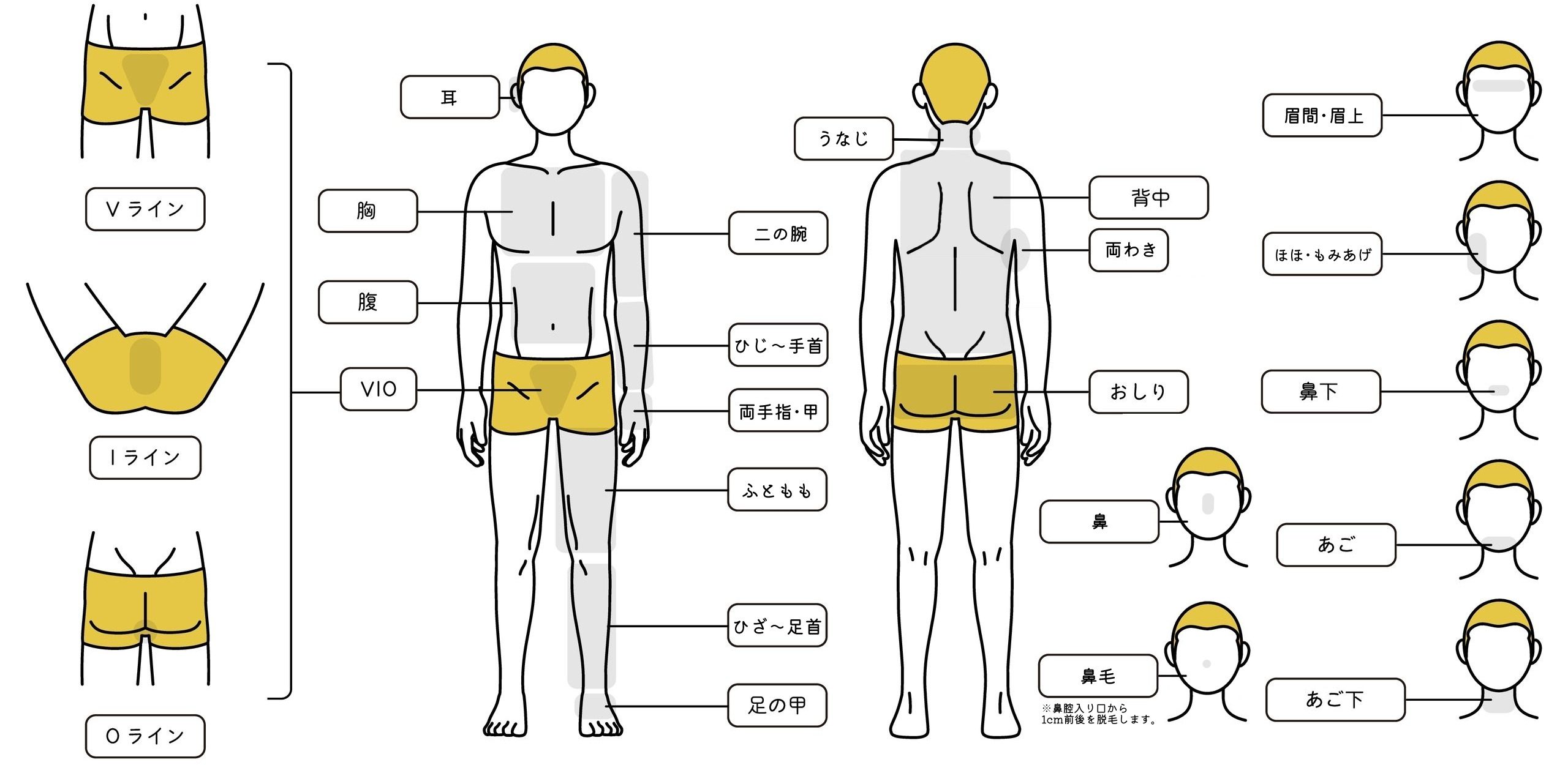 メンズリゼ-セレクト全身脱毛-照射範囲説明